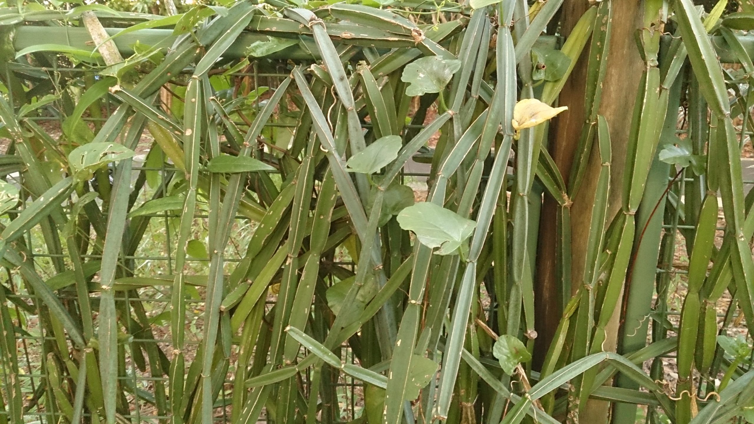 Cissus Quadrangularis plante perte de poids?